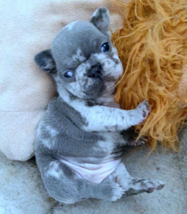 Buldog francuski sunia