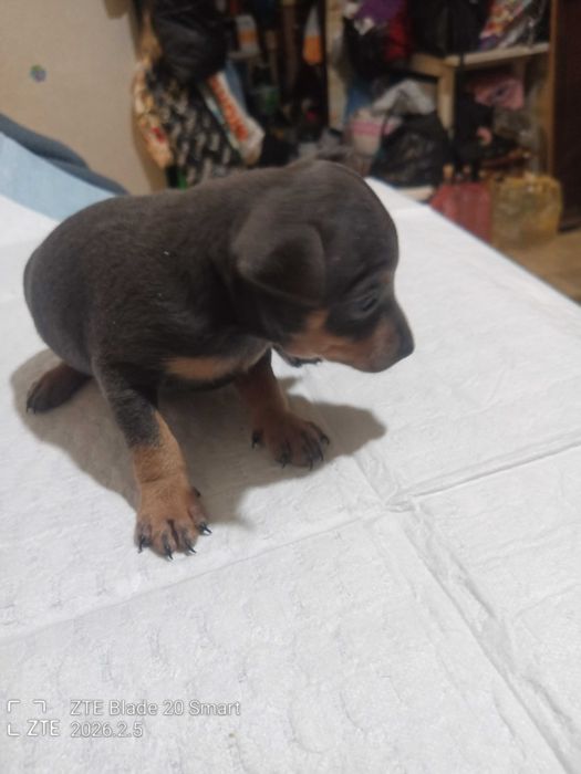 Продам цуценят той терьер 1 місяць