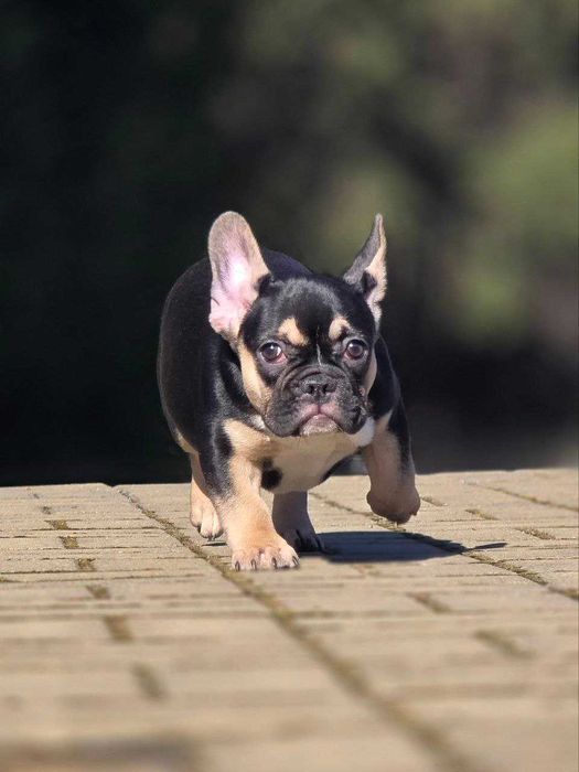 Цуценя французького бульдога (дівчинка)