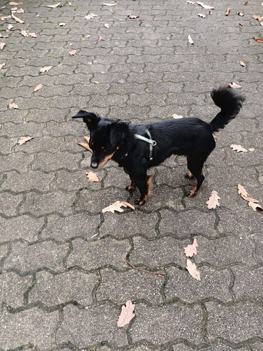 Pincher porte pequeno