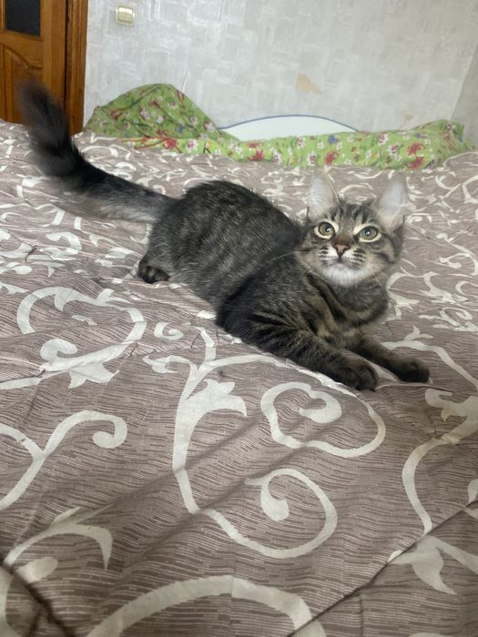 Самая классная мейн - кун