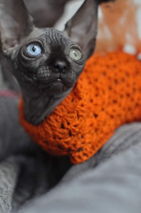 Kotka sfinks z heterochromią
