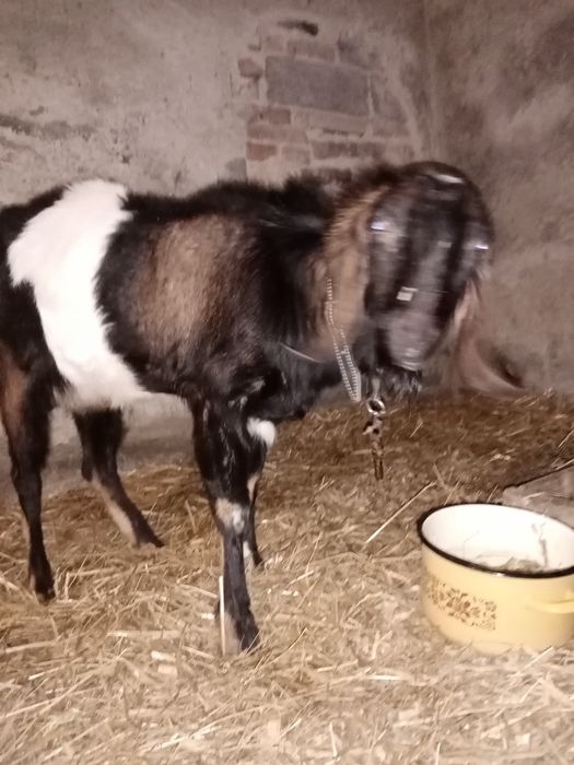 Koziołek do krycia kóz, nie na sprzedaż.