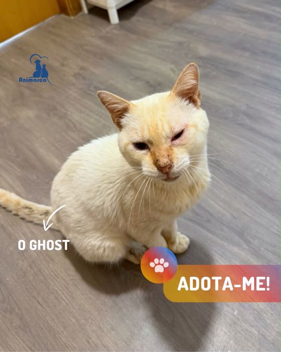 Ghost gato para adoção