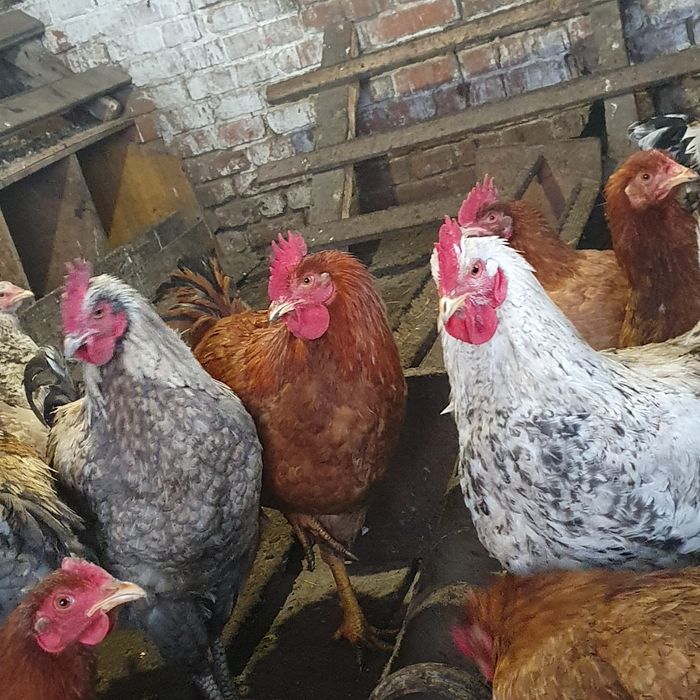 Продам 11 месячных петухов