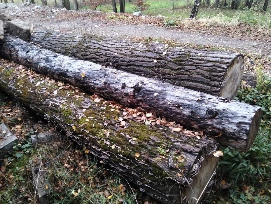 Topola kłoda 45-75cm srednicy opał