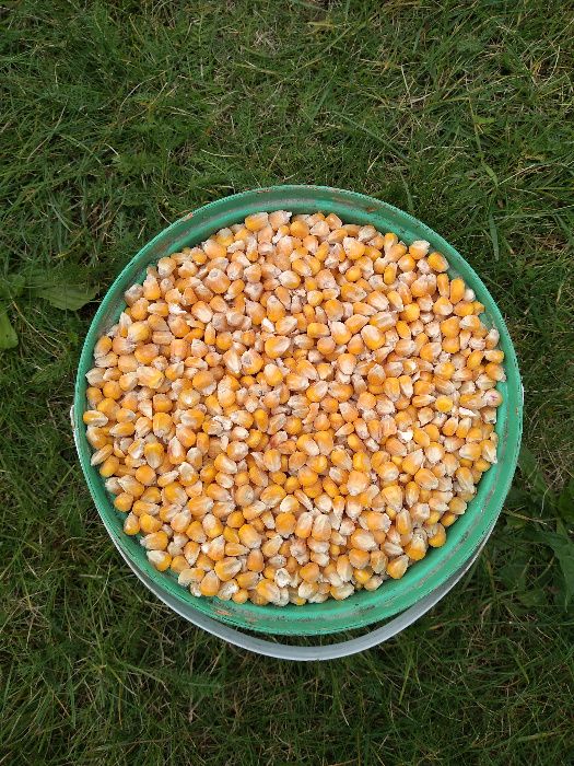 Kukurydza 2025 sucha