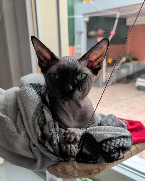 Raro Sphynx Azul macho - disponibilidade imediata para acasalamento