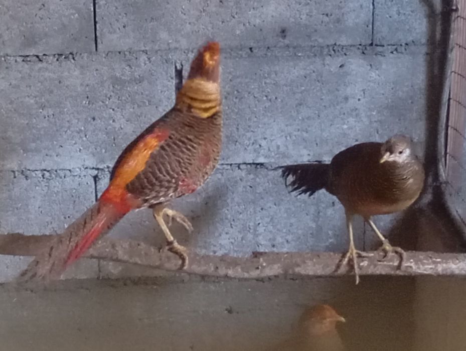 Casais Faisões 2025