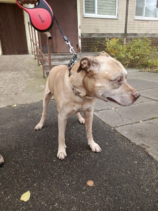 Пес,відам,подарую