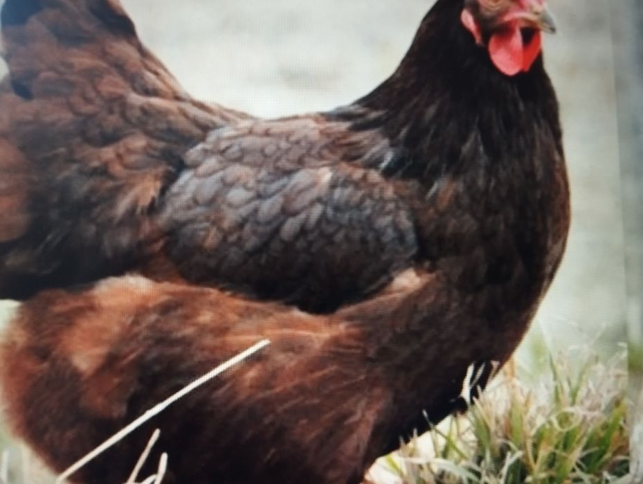 Ovos Rhode Island Red