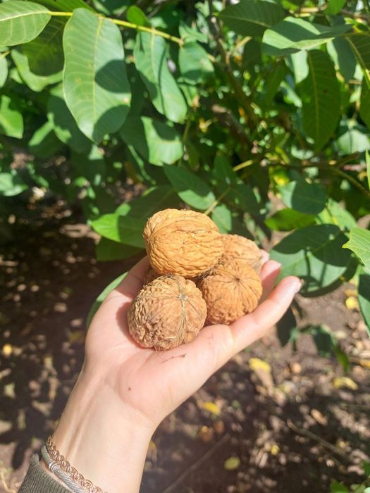 Саджанці горіха. Кочерженко. Ідеал