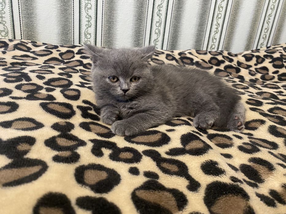 Продам шотландських кошенят