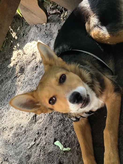 Tola sunia do adopcji