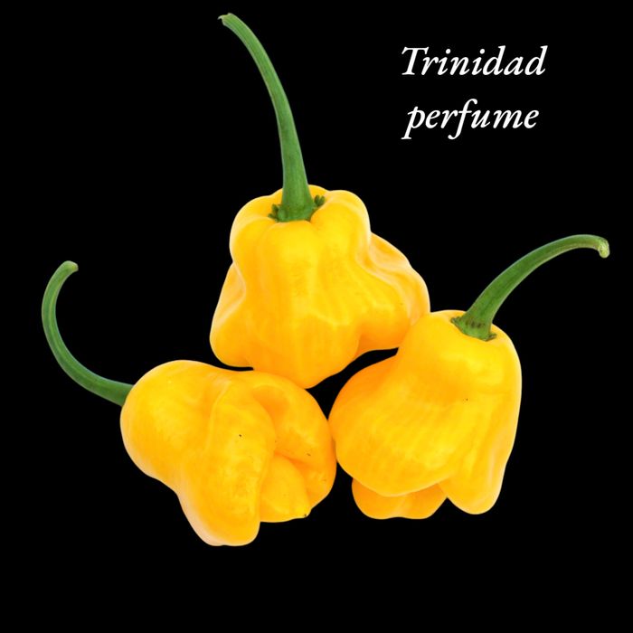 Vendo sementes de malaguetas/ pimentas muitas variedades