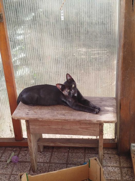 Gatinhos para Adoção
