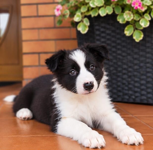 Border Collie Suczka Czarno Biała