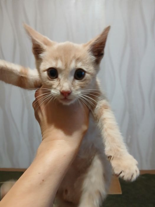 продам кошеня 50 грн