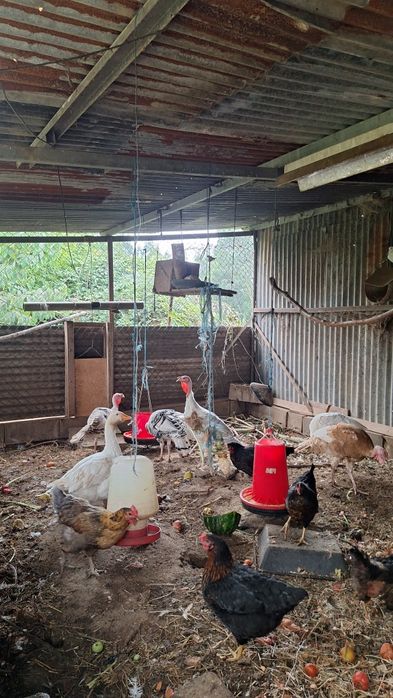 Perus caseiros criados at livre