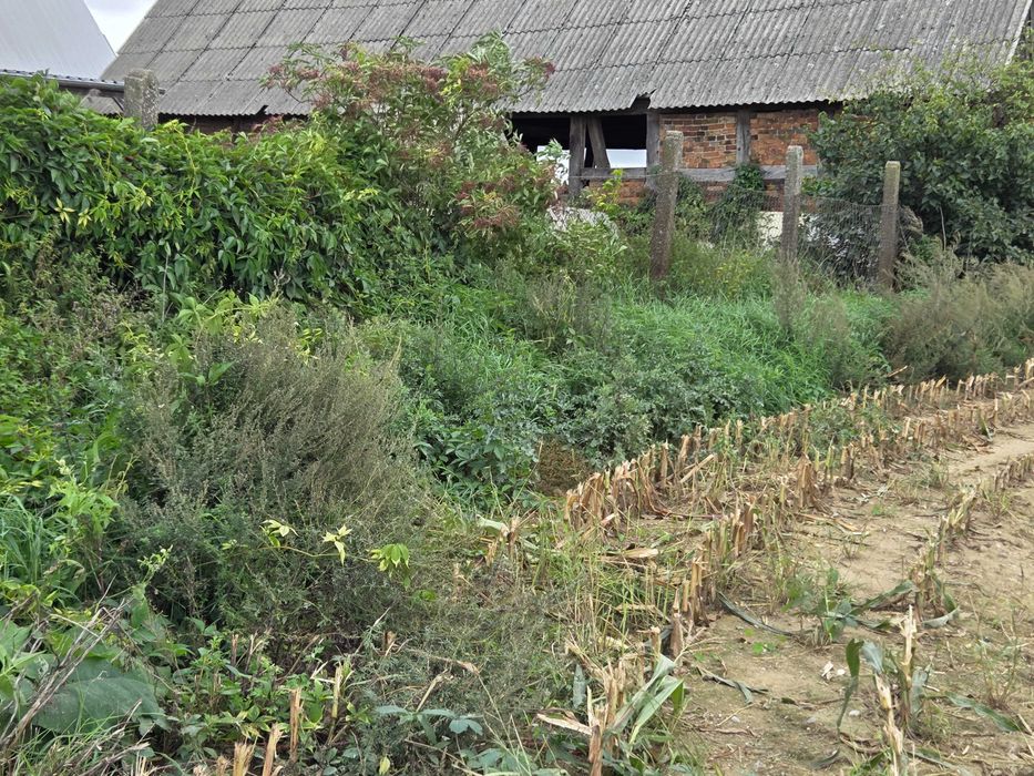 Usługa wykaszania zaniedbanych terenów zielonych