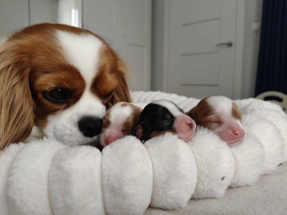 Cavalier King Charles Spaniel FCI szczenię