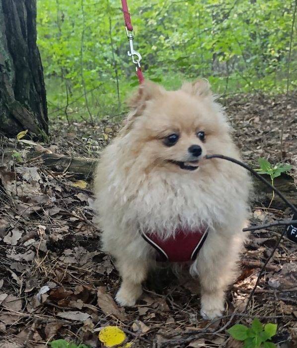 Продається Померанський шпіц хлопчик