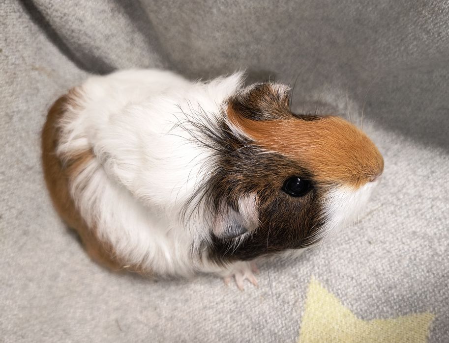 Акція до зимових свят. Умови акції в оголошенні. Морські свинки.