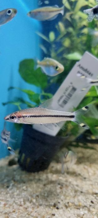 Brzanka denisona (puntius denisoni)