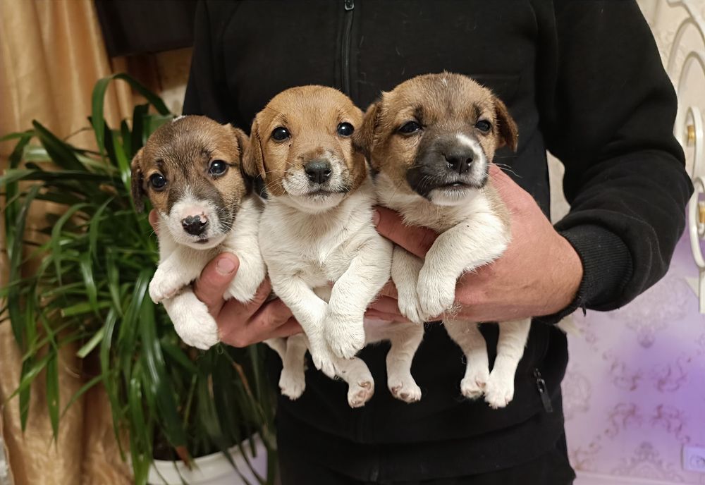 Мальчики и девочка Джек Рассел Терьер