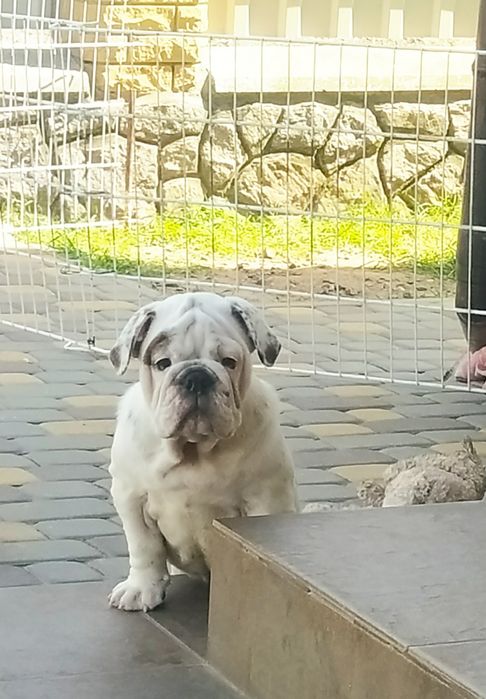 Английский бульдог