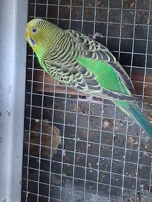 Perikitos australianos