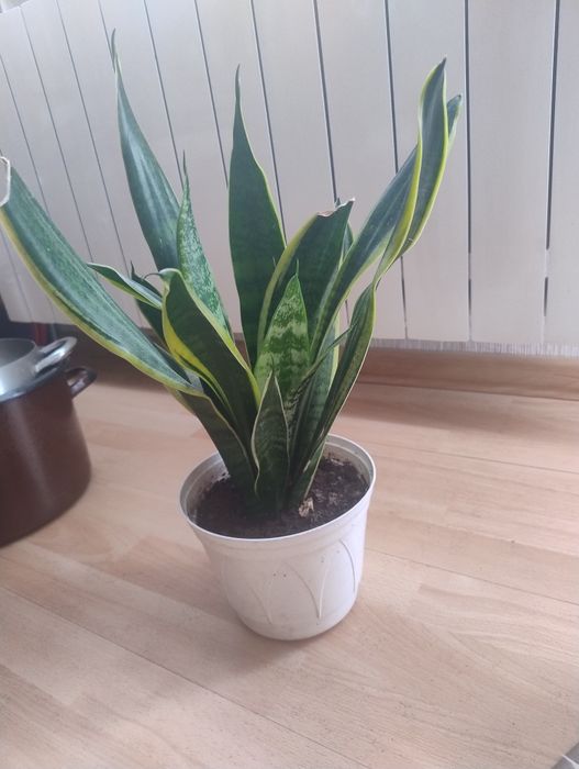 Kwiat sansevieria kwiat doniczkowy