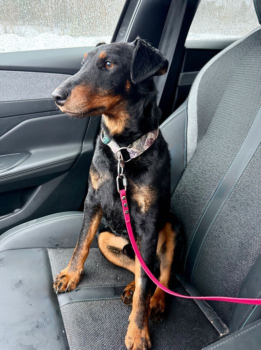 Młody terier Gamoń