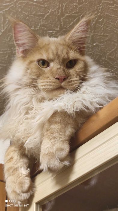 Мейн-кун для в'язки