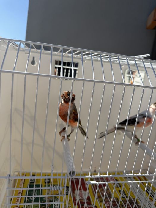Casal de alerquim