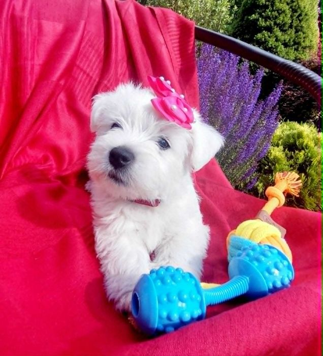 West highland white terrier suczka