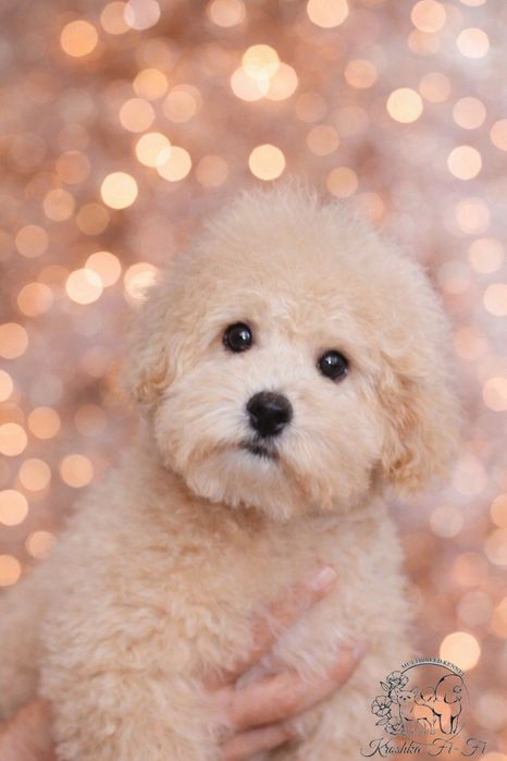 Щенята  мальтіпу