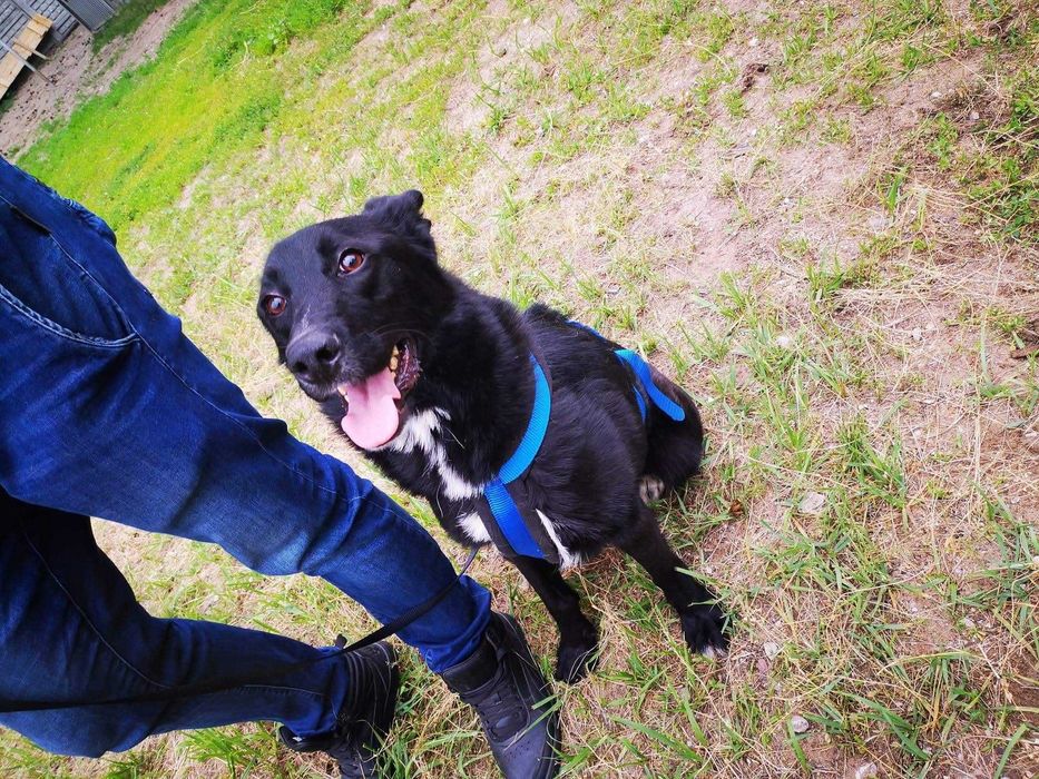 Kargul – wierny przyjaciel gotowy do adopcji