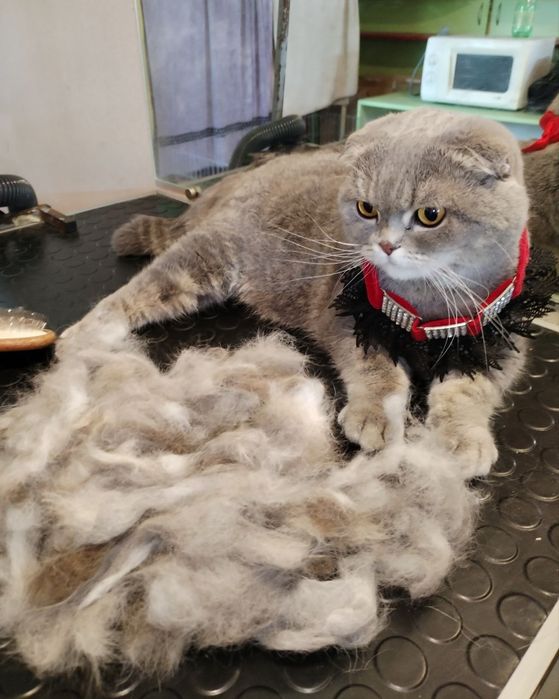 Грумінг, стрижка вичісування котів