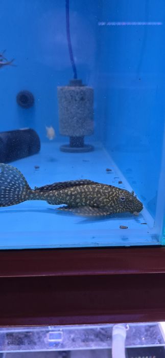 Pack 1 ancistro + 1 pleco