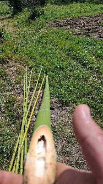 Molho de 6 Canas de Bambu 2,20 m