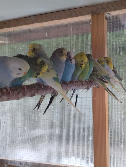 Papugi papuga faliste