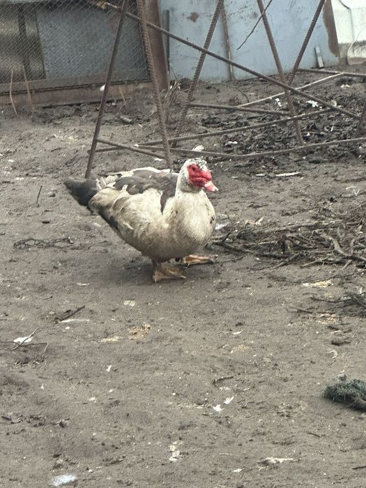 Продам Індокачки