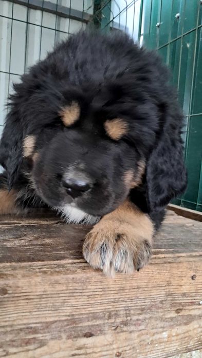 Тибетського мастифа цуценята продаж