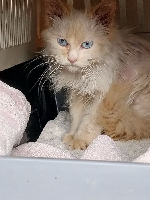 Отдам милого котенка в очень хорошие руки