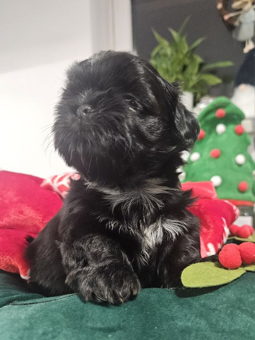 Sunia Shih-tzu FCI : Urocza czarna sunia FCI