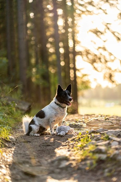 Zabawka Dla Psa Szarpak Pluszak Ze Sznurem Słoń Idealna Zabawa Dla Pup