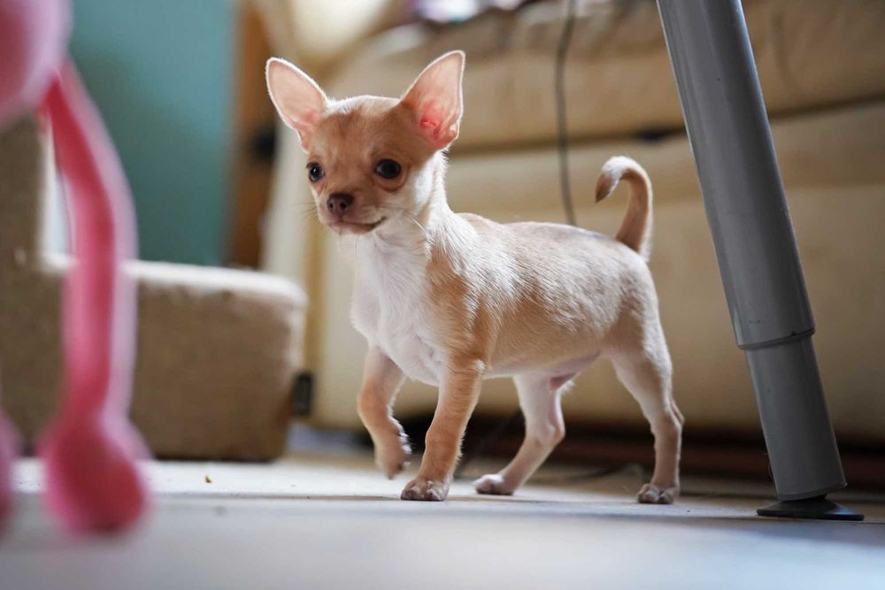 PIESEK, rodowód FCI, okolice W-wy