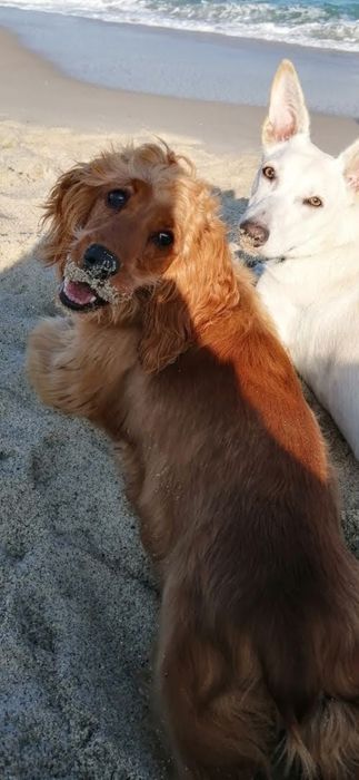 Вязка Спаниель 2 года