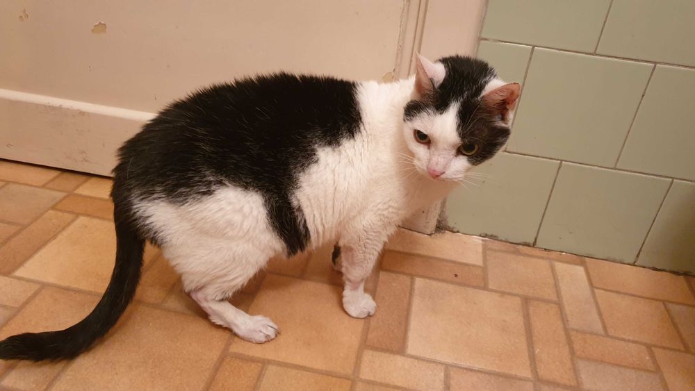 Koty szukają nowego domu